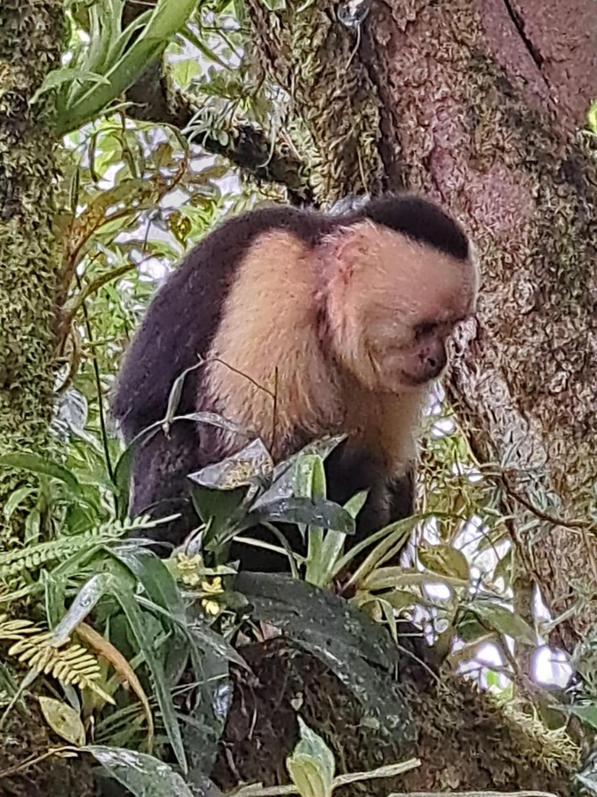 Monteverde Casa Mia, Near Main Attractions And Town! المظهر الخارجي الصورة