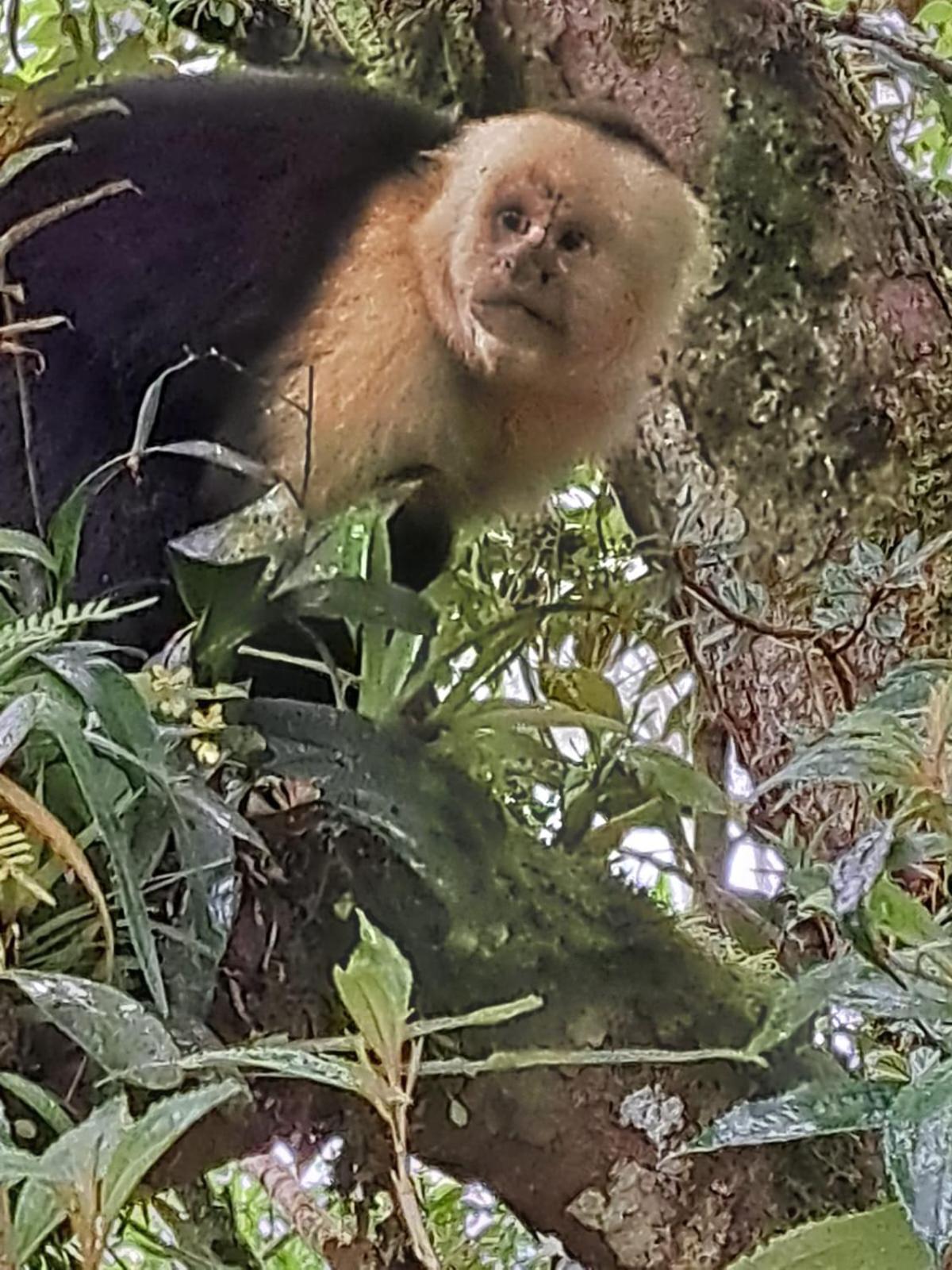 Monteverde Casa Mia, Near Main Attractions And Town! المظهر الخارجي الصورة