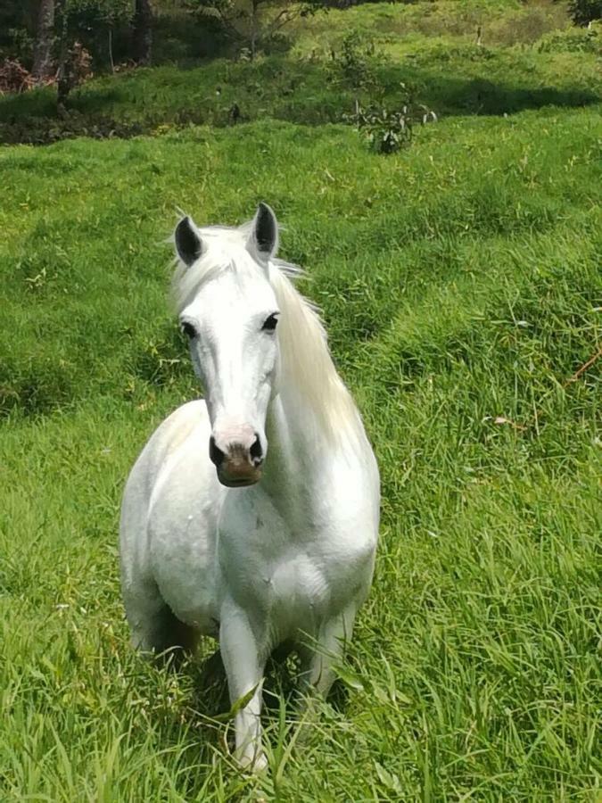 Monteverde Casa Mia, Near Main Attractions And Town! المظهر الخارجي الصورة